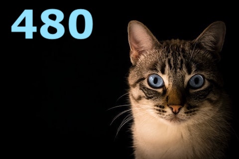 blue eyed cat
