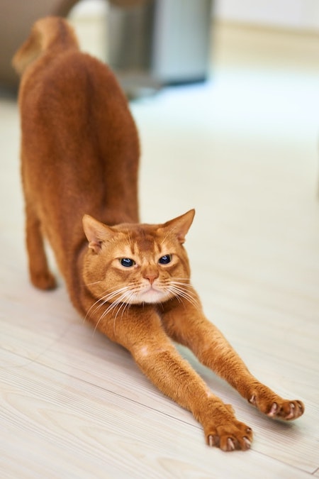 Orange cat doing yoga