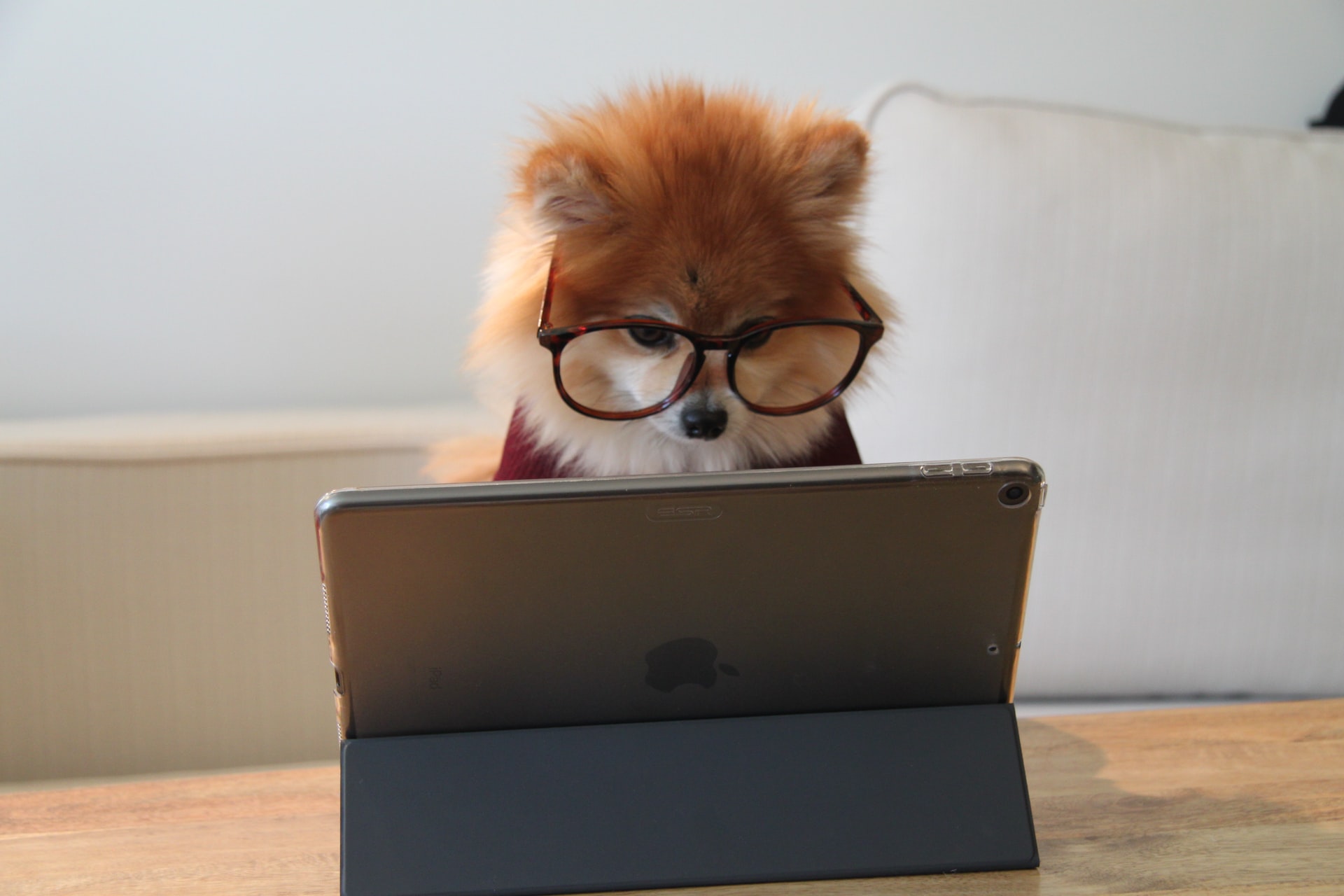dog working on ipad